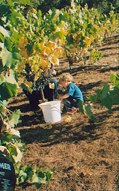 Khalil Picking Grapes