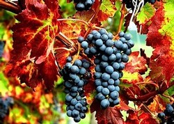 Vineyard Tour & Tasting